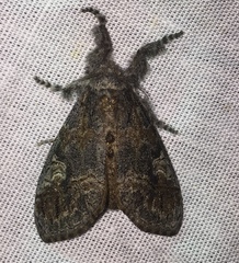 Dasychira mescalera
