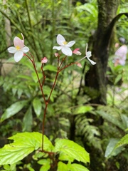 Begonia decandra