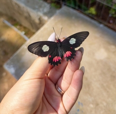 Parides anchises nephalion