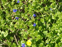 Lysimachia arvensis caerulea