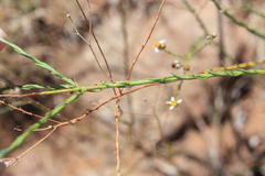 Phymaspermum aciculare