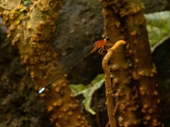 Indosticta deccanensis