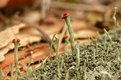 Cladonia coccifera
