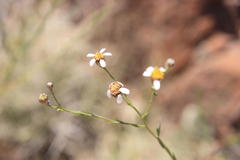 Phymaspermum aciculare
