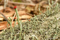 Cladonia coccifera