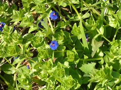 Lysimachia arvensis caerulea