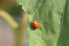 Harmonia axyridis