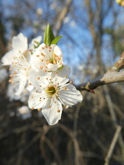 Prunus