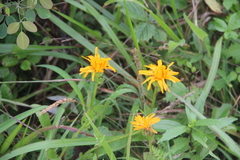Hypochaeris ciliata
