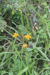 Hypochaeris ciliata