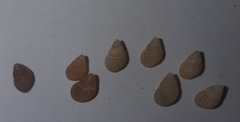 Alvania cimex