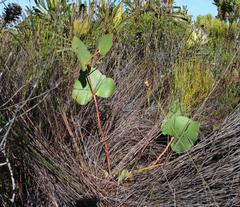 Protea cordata