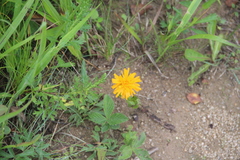 Hypochaeris ciliata