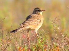 Anthus leucophrys leucophrys