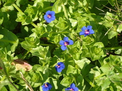 Lysimachia arvensis caerulea