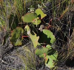 Protea cordata