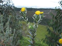 Schistostephium umbellatum