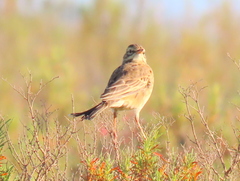 Anthus leucophrys leucophrys