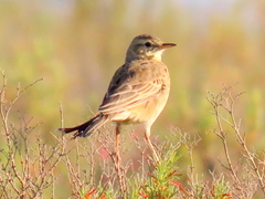 Anthus leucophrys leucophrys