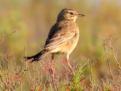 Anthus leucophrys leucophrys