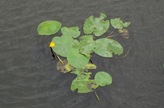 Nuphar lutea