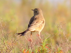 Anthus leucophrys leucophrys