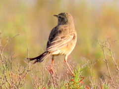 Anthus leucophrys leucophrys