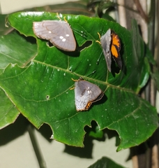 Euselasia euploea