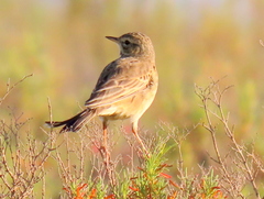 Anthus leucophrys leucophrys