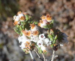 Erica oreotragus