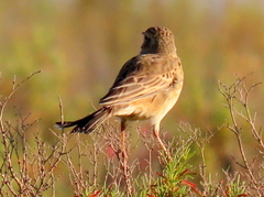 Anthus leucophrys leucophrys