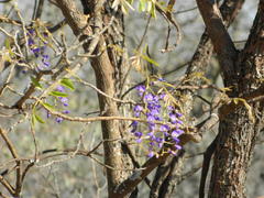 Bolusanthus speciosus