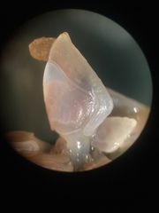 Dosima fascicularis