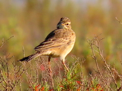 Anthus leucophrys leucophrys