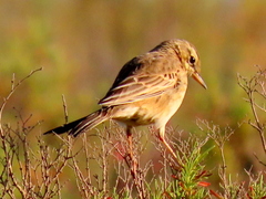 Anthus leucophrys leucophrys