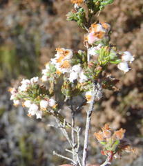 Erica oreotragus