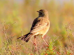 Anthus leucophrys leucophrys
