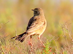 Anthus leucophrys leucophrys