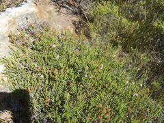 Erica petraea