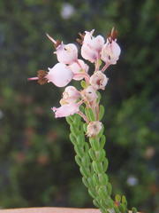 Erica petraea