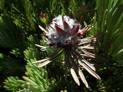 Leucadendron dregei