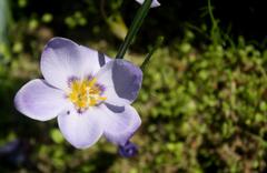 Afrocrocus unifolius