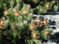 Leucadendron dregei