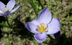 Afrocrocus unifolius