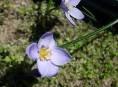 Afrocrocus unifolius