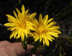 Lachnaea aurea