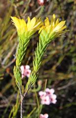 Lachnaea aurea