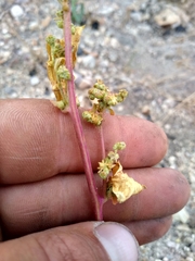 Chenopodium leptophyllum