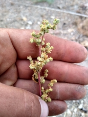 Chenopodium leptophyllum