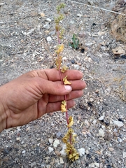 Chenopodium leptophyllum